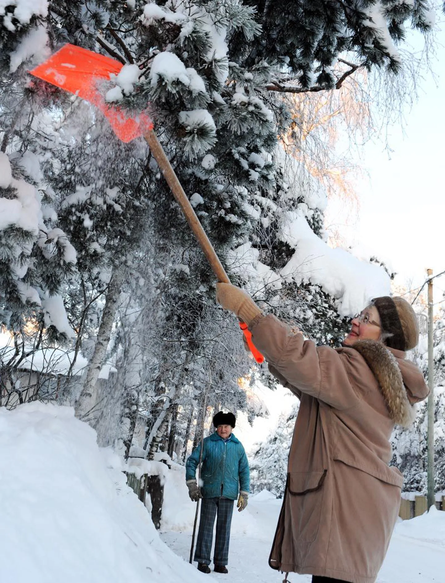 Nõmmel eile pildile jäänud 74-aastane Elisabete ja 78-aastane Hans polnud noorte ettevõtmisest midagi kuulnud. Mände hakkas vanapaar lumest vabaks raputama pärast seda, kui Eesti Energia oli nende kandis Ränduri tänaval oma liine puhastanud.