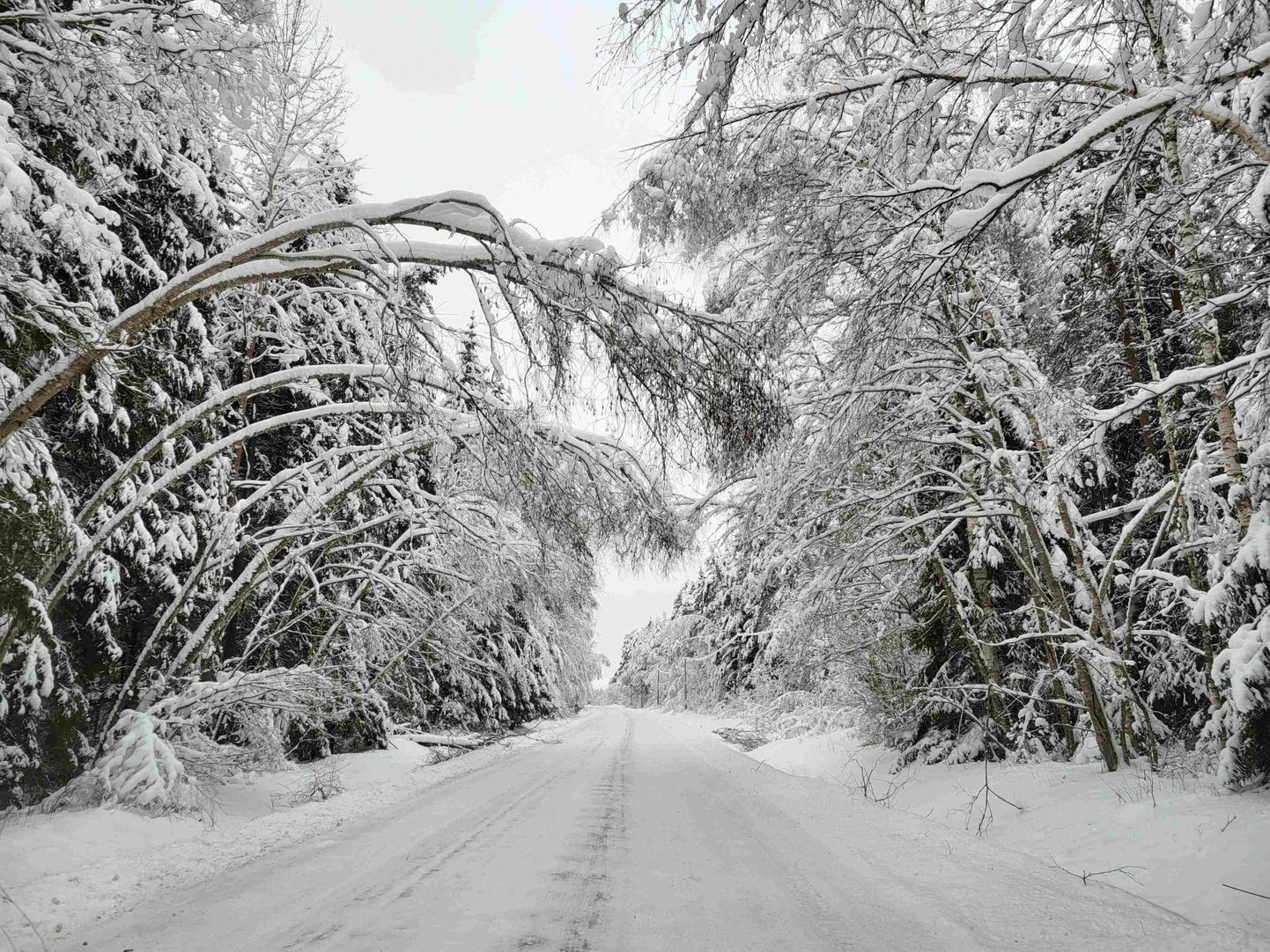 Raske lumega kooldusid puud tee kohale, nii et autojuhid pidid sõitma kui tunnelis.