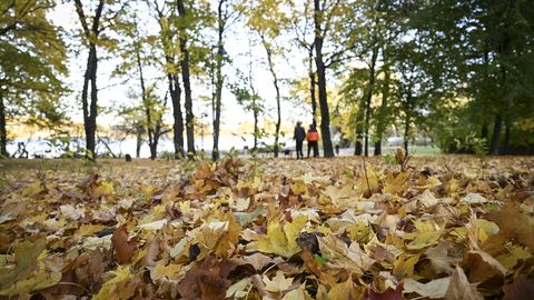 Piektdien Latvijā gaidāms rudenīgi silts laiks
