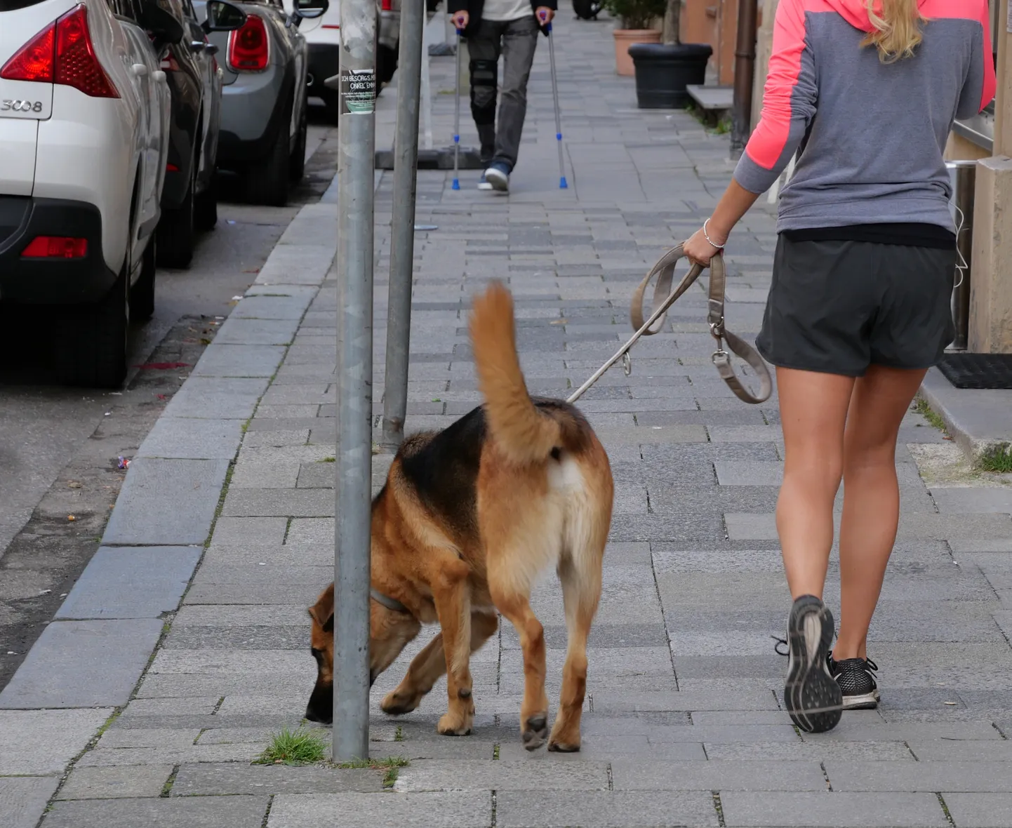 Uus seadus hakkab reguleerima jalutuskäigu pikkust ning kestvust.