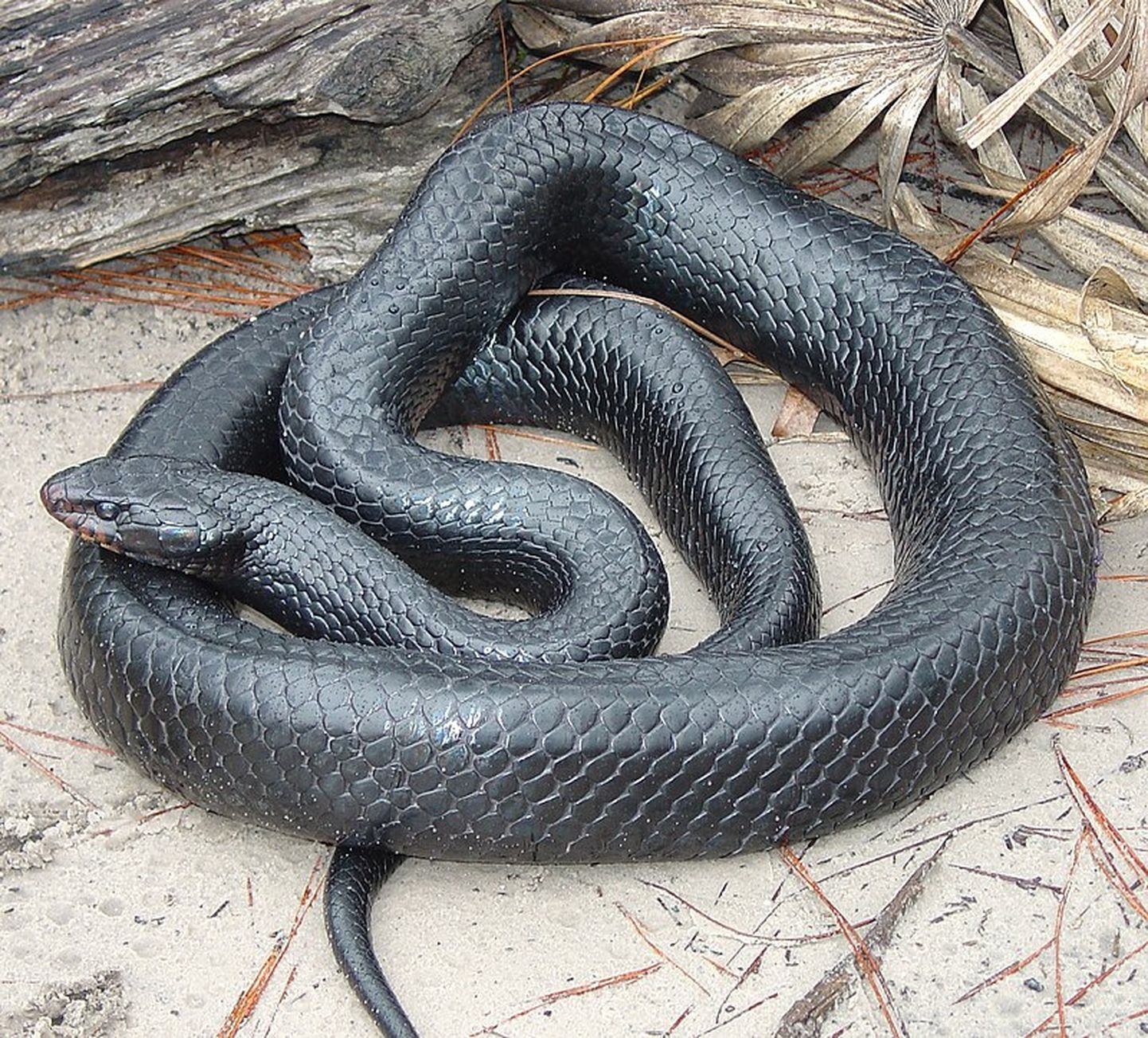 Austrumu indigo čūska