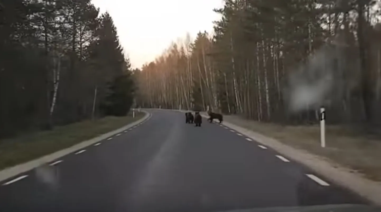 Медвежата.