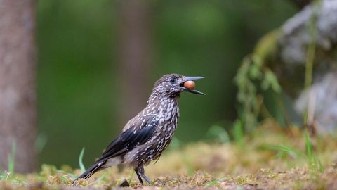 PÄEVAHOROSKOOP ⟩ 24. september: Veevalajal tasub usaldada oma sisetunnet; Kaladel tasub olla enda vastu õrn