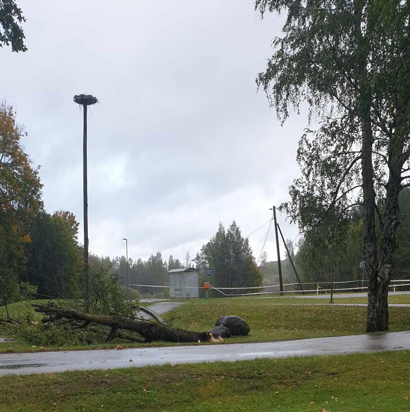 Võrumaal Puigal oli laupäeva hommikul murdunud nii puu kui elektriliinid alla vajunud.
