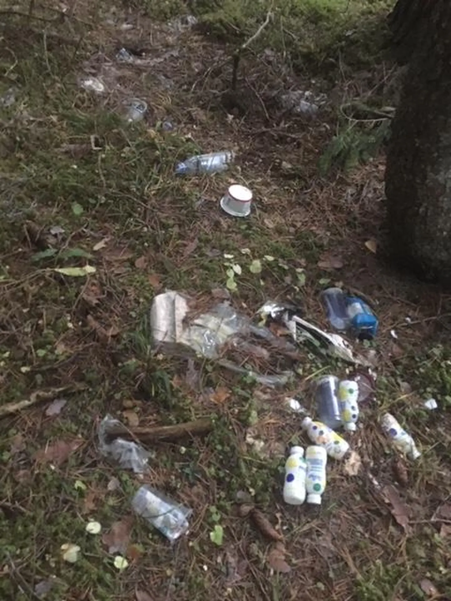 Prügi metsas.