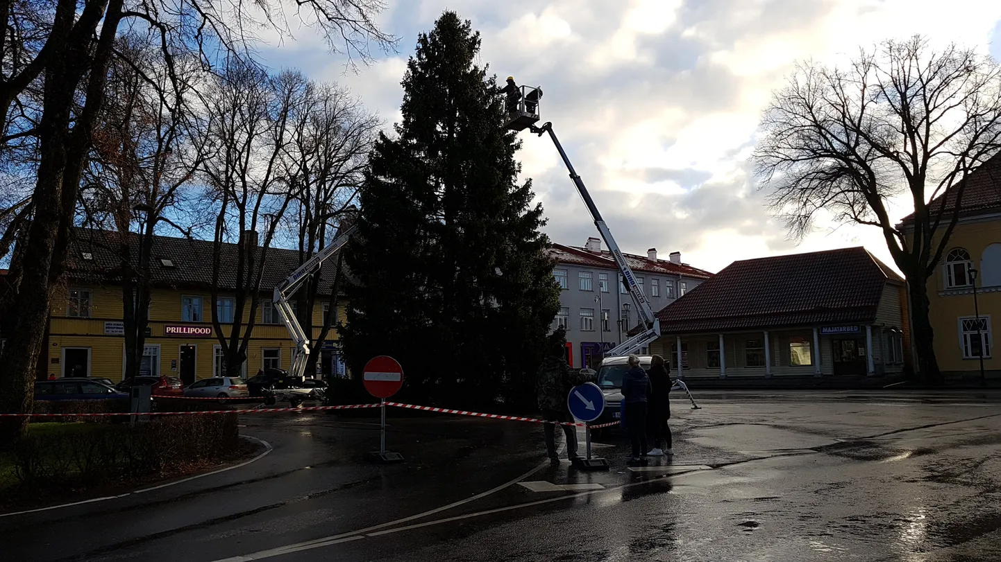 Paide jõulukuusk saab täna selga jõulurüü.