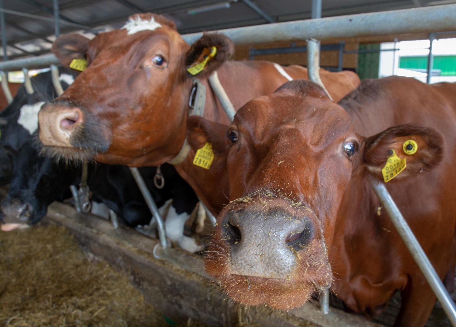 Piimakarjad muutuvad järjest suuremaks, tuues endaga kaasa probleeme, mis on seotud ka looma heaoluga.