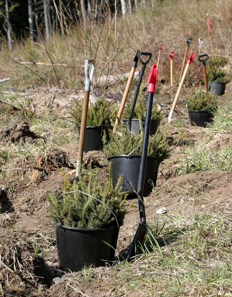 Tänavu korraldab RMK metsapäeva Harju-, Rapla- ja Tartumaal.