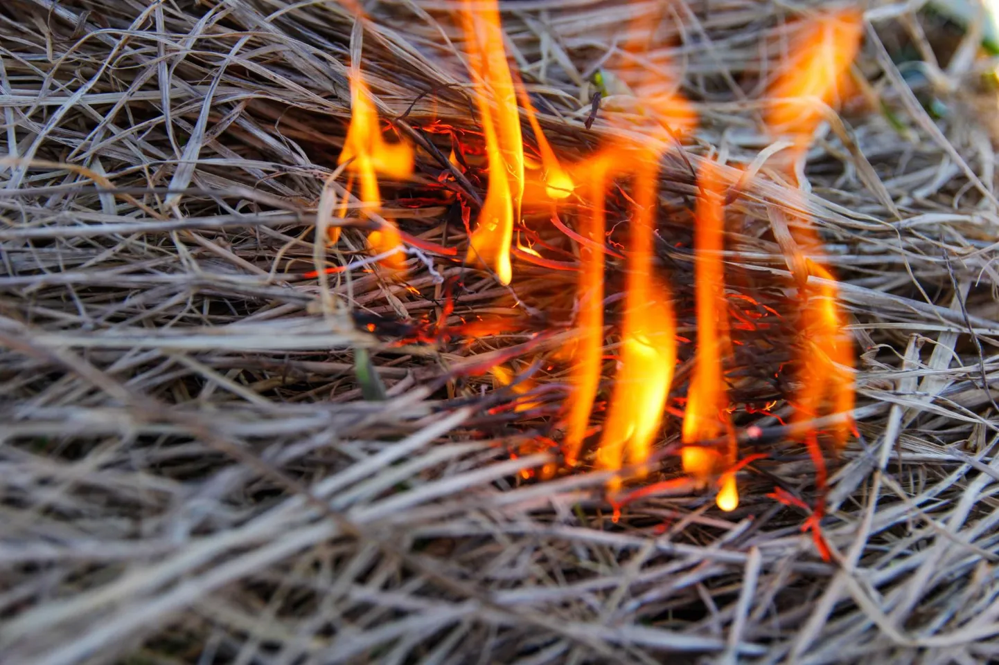 Seni pole üheski eeskirjas ega seaduses lehtede põletamise keeldu kirjas, seega pole okste ja lehtede põletamine aias keelatud ega karistatav. Foto on illustreeriv.
