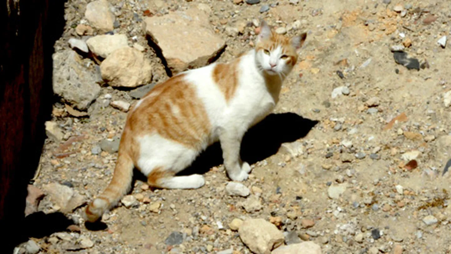 Raksta foto