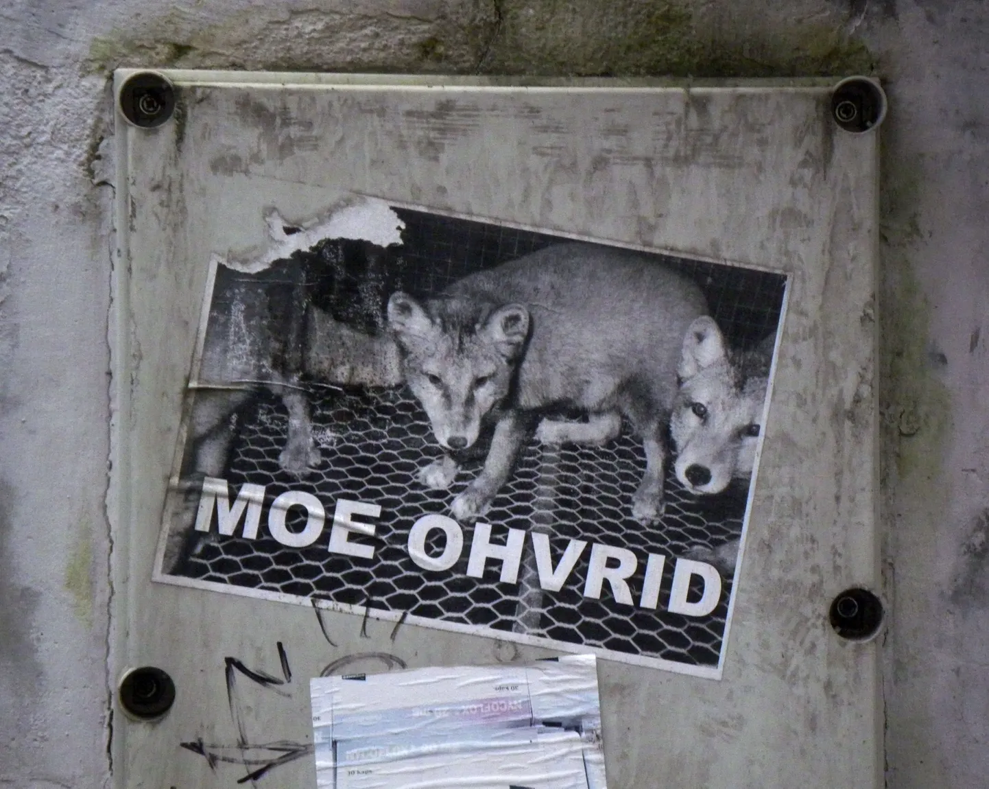 Kes on moe suurimad ohvrid?