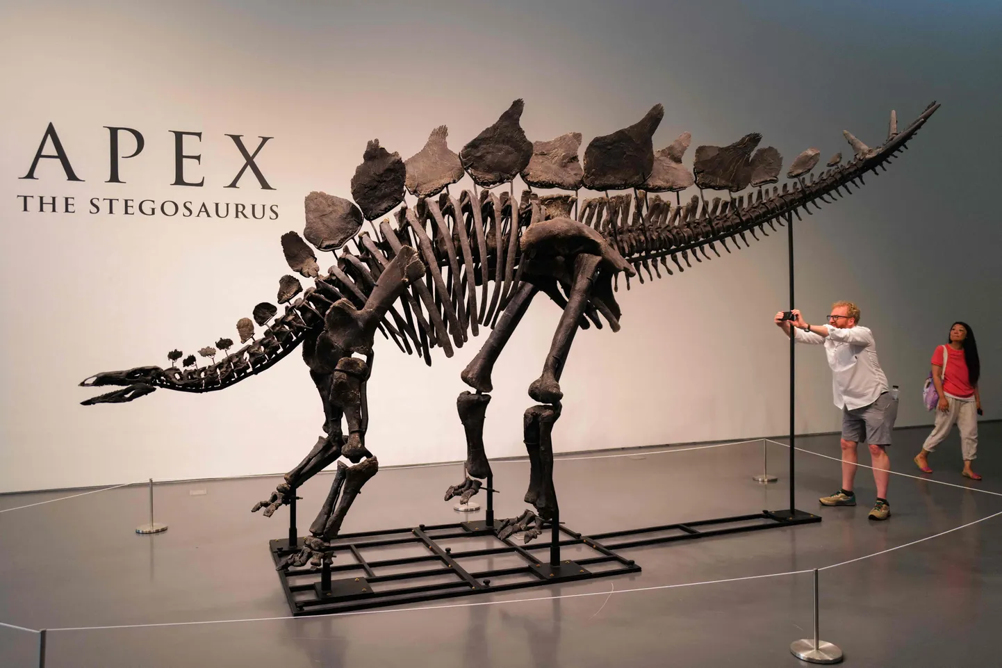 150 miljoni aasta vanune stegosaurus Apex müüdi 17. juulil 2024 New Yorgis Sotheby's oksjonimaja oksjoniol 44,6 miljoni dollari (41 miljonit eurot) eest