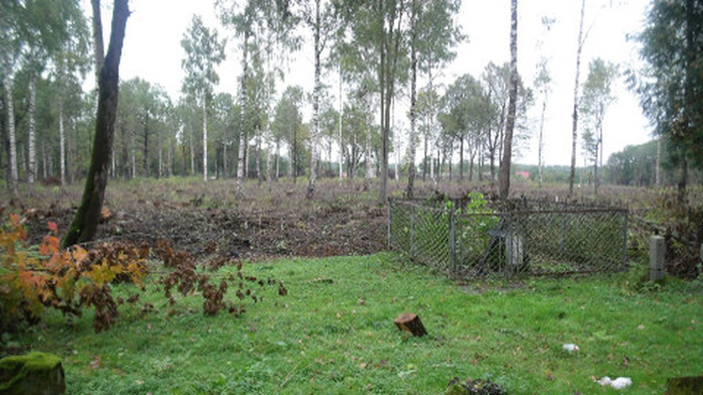 Narva linnapea sõnul raiutakse metsa, et linn saaks kalmistu. Omaaegsed segavad hauatähised peavad teelt kaduma.
