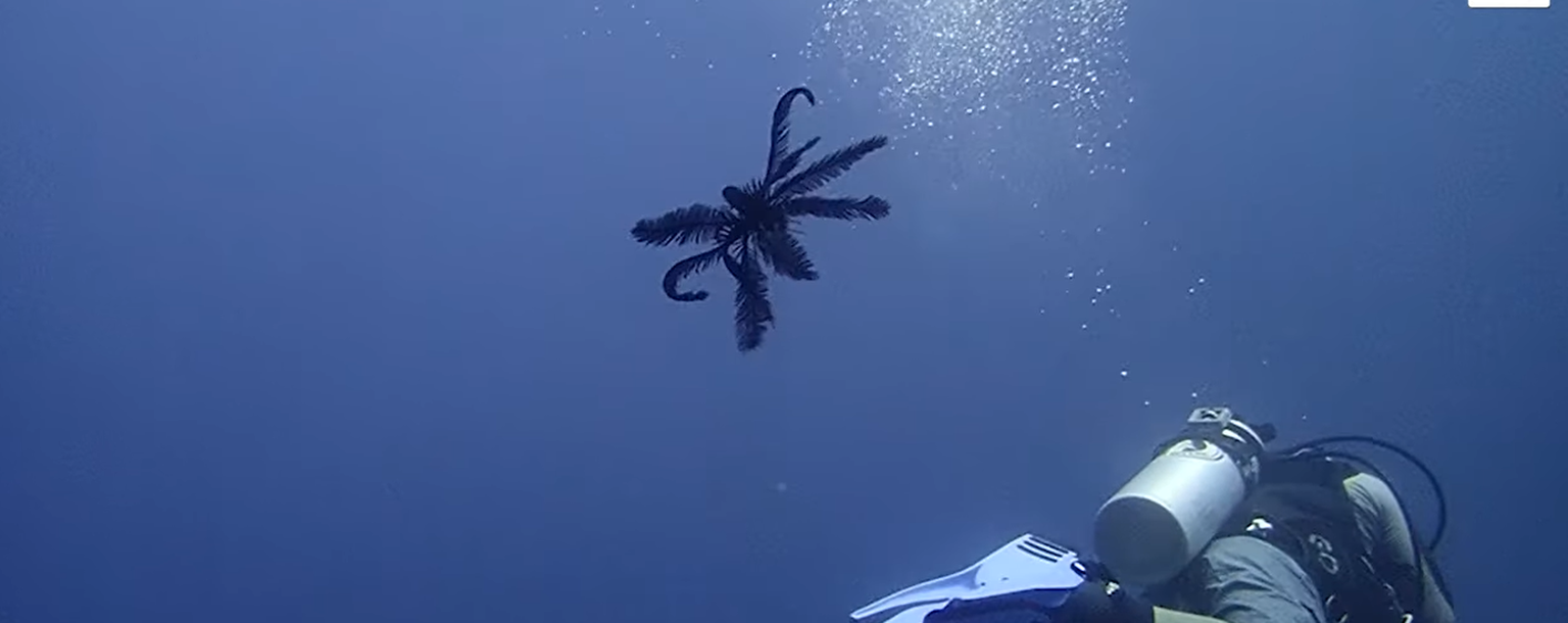 Sukelduja kohtus meriliiliaga