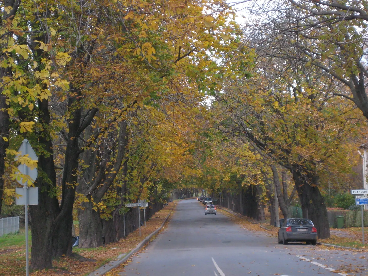 Tehnika tänava kastaniallee.
