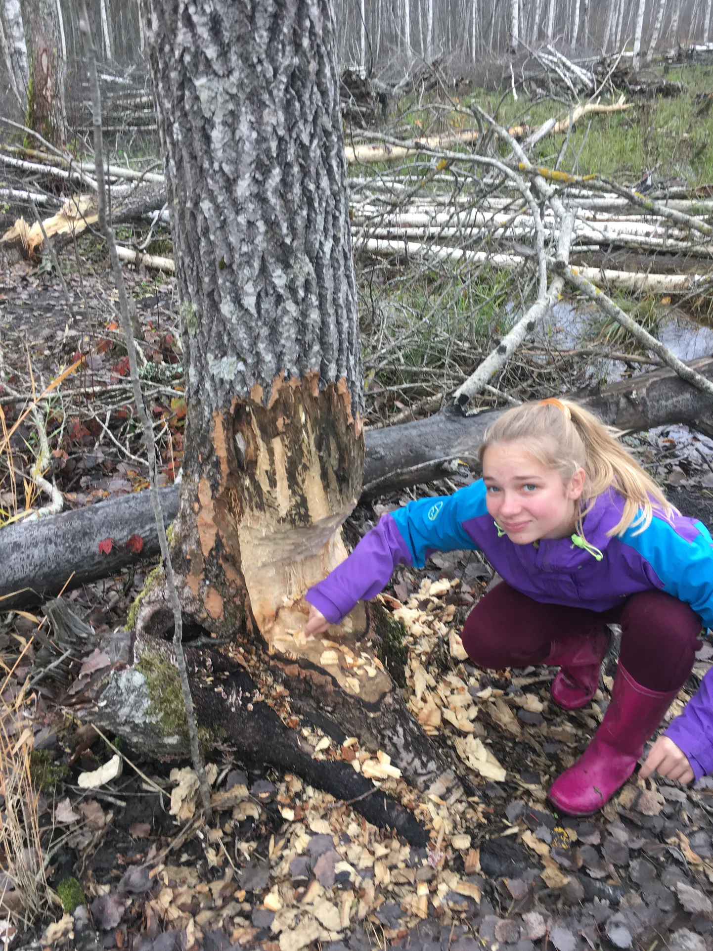 Kristin Poopuu käis uurimitöö tegemise käigus läbi 25 kobraste elupaika Saare- ja Muhumaal. Pildil on kopraonude töötanner Tõlli metsas.