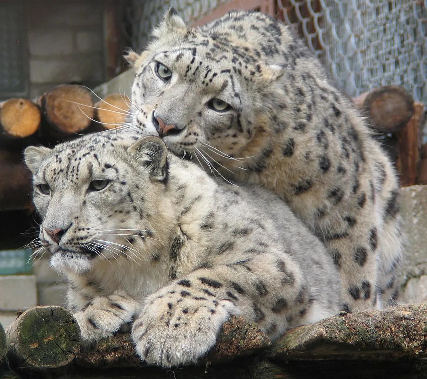 Снежные леопарды в Таллиннском зоопарке.
