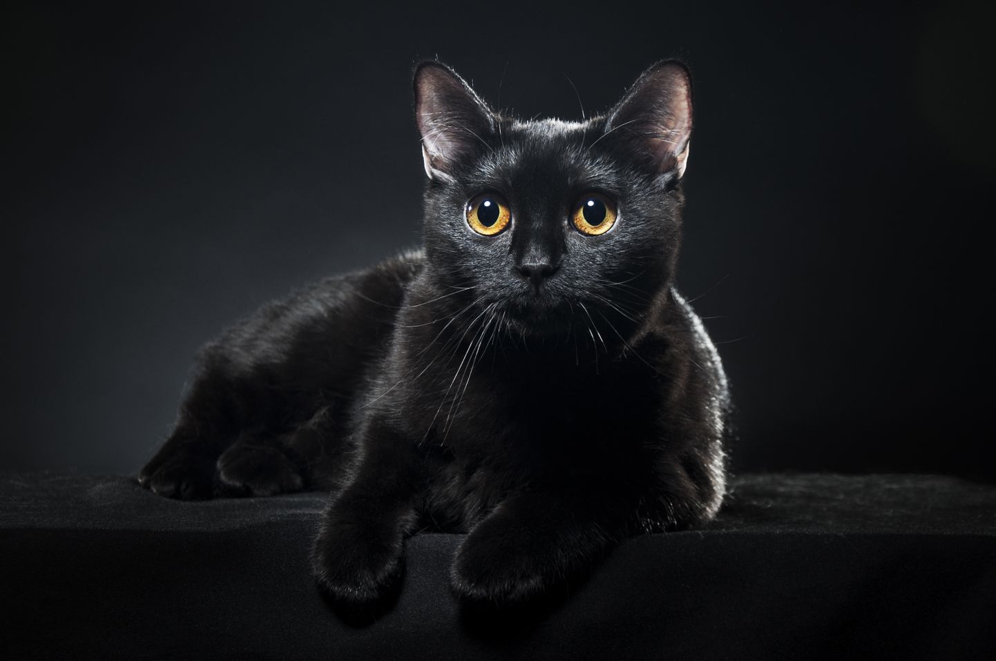 Черный кот. Иллюстративное фото