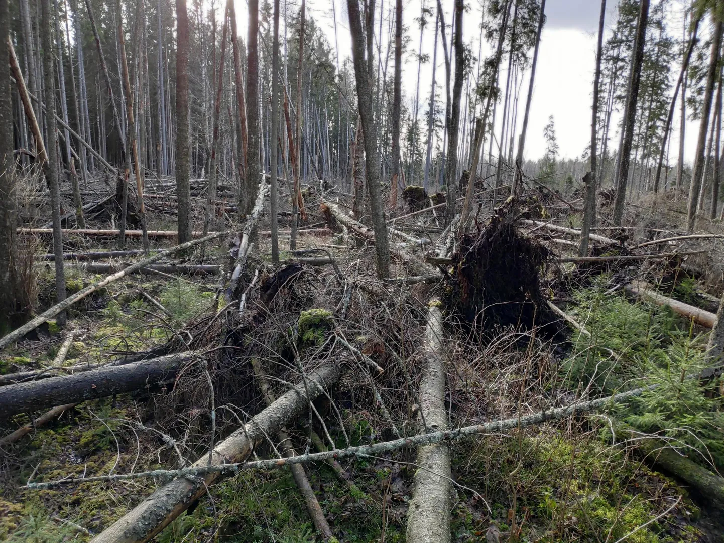 Tänavu on riigimetsa majanda­mise keskuses tehtud sanitaarraiet esimese viie kuuga juba pea niisama palju kui eelmisel aastal.