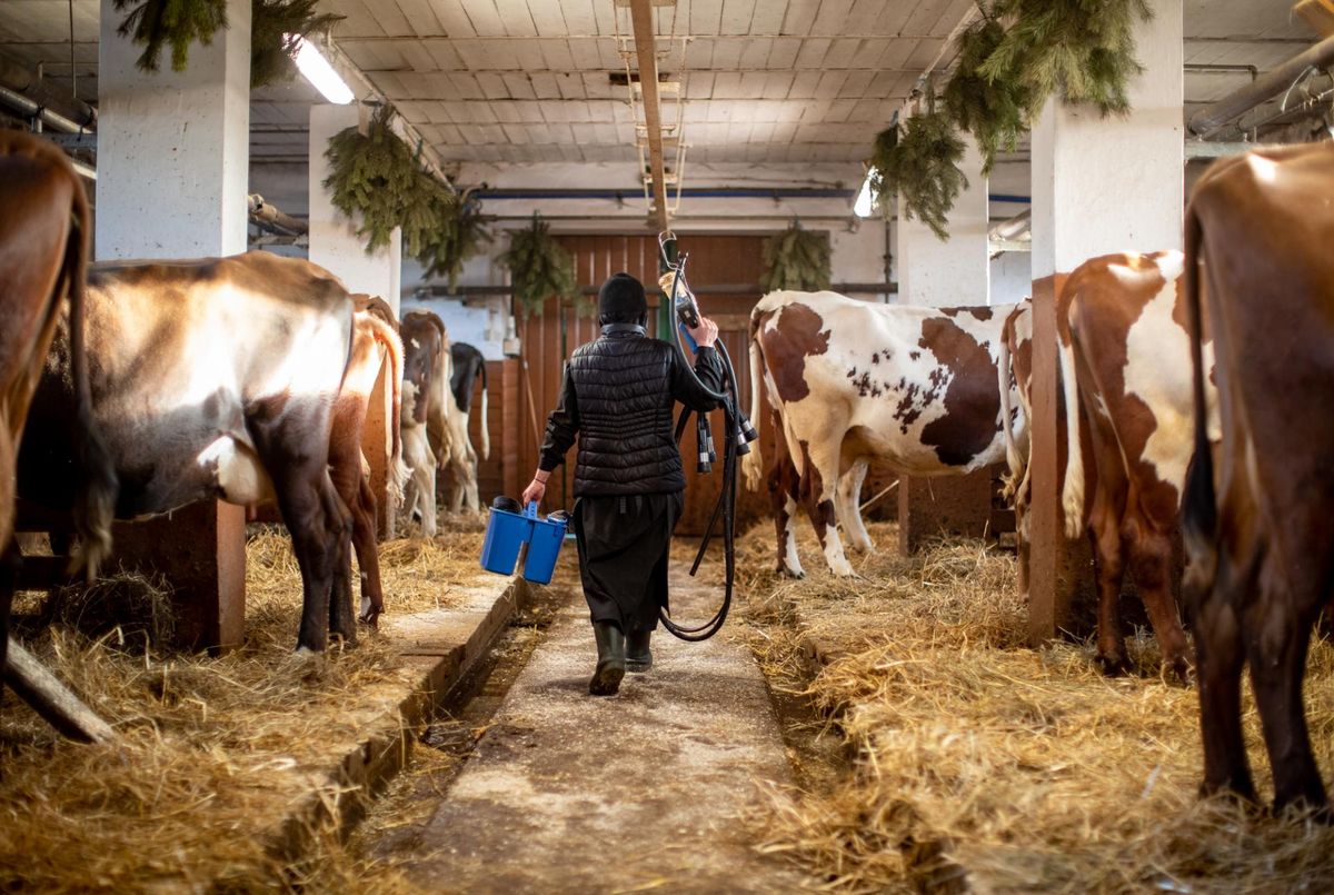 Среди двадцати семи животных на ферме сейчас пять дойных коров и несколько телят.