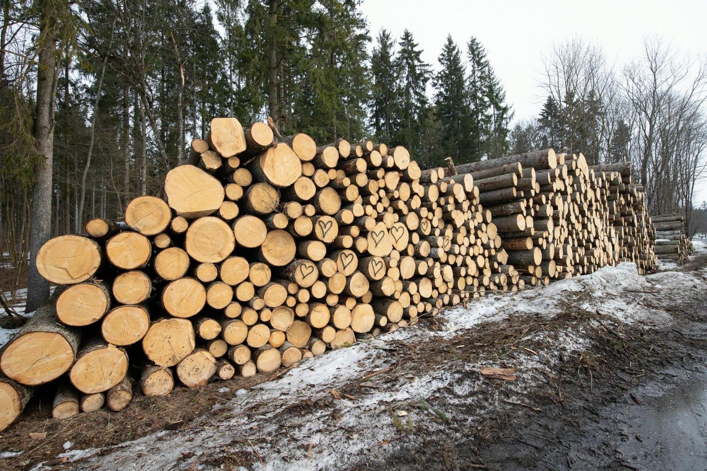 Metsa kasvatatakse, langetatakse ja taas istutatakse, et ehitada eluase ja see soojaks kütta.