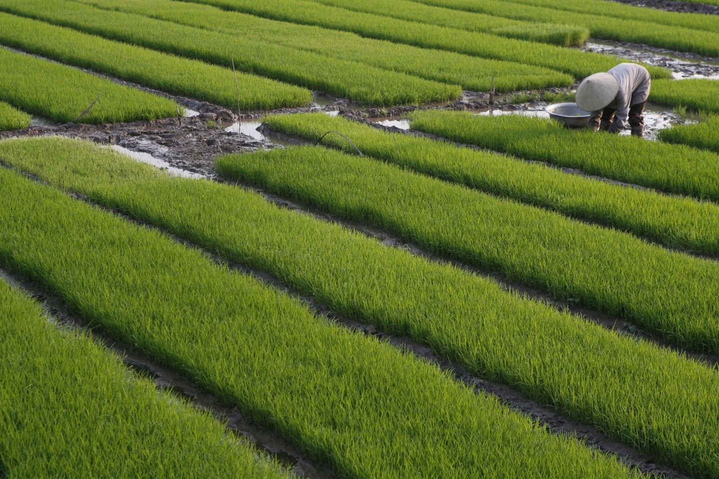Superseen aitab riisi kasvu kiirendada. Fotol riisipõld
