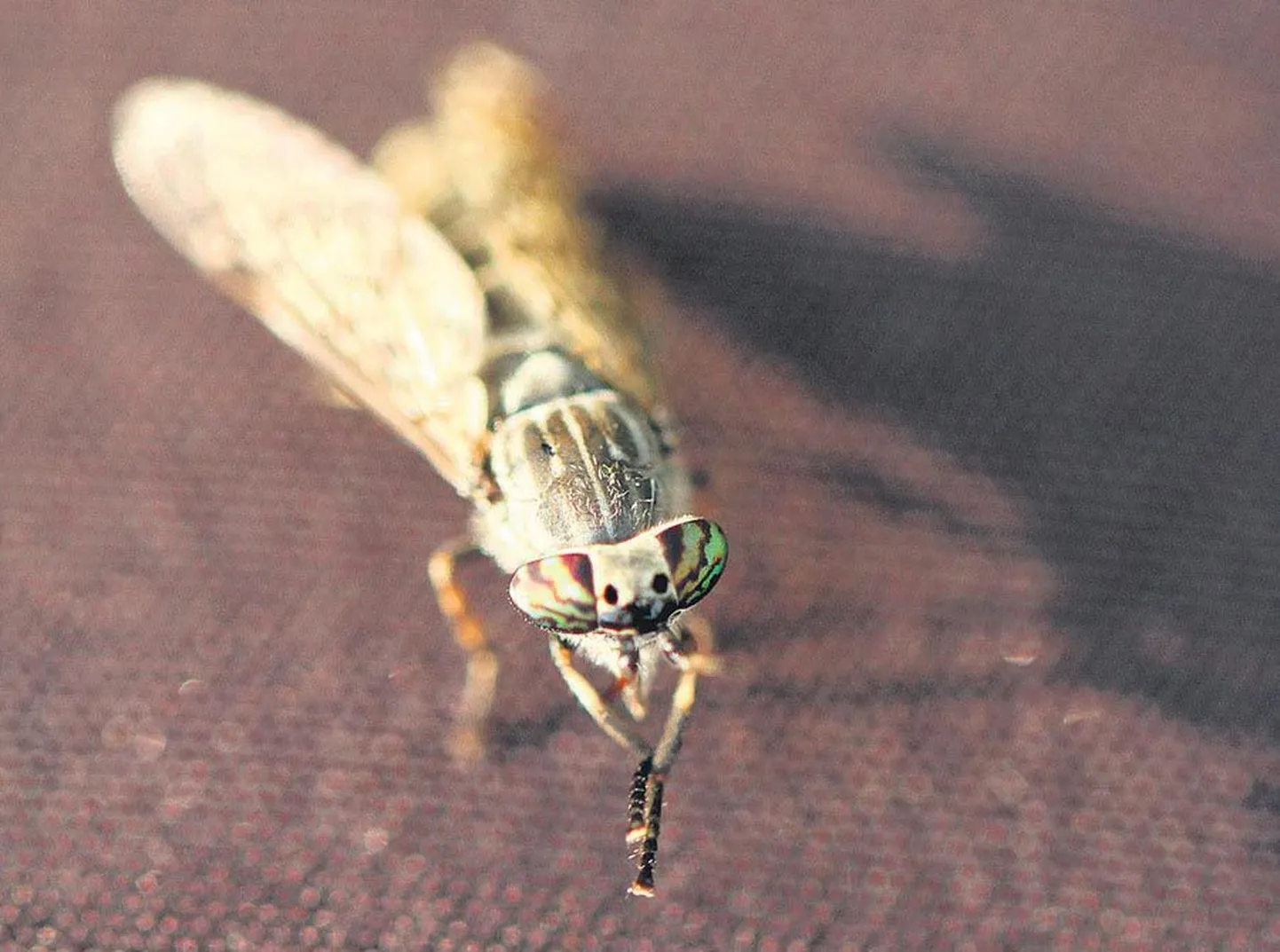 Parmudel on suured, sageli kaunites värvides küütlevad liitsilmad. Pildil harilik sõgelane (Haematopota pluvialis).