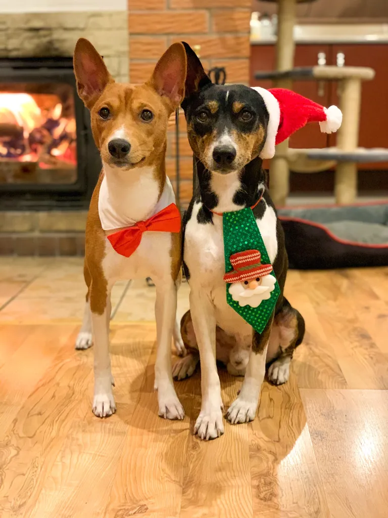 Basenji tõugu Franky ja Carlo.