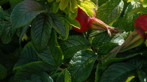 What Plants to Harvest in Estonia This June?