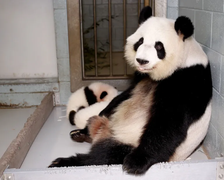 Lun Lun koos eelmiste kaksikute Mei Luni ja Mei Huaniga (Reuters).