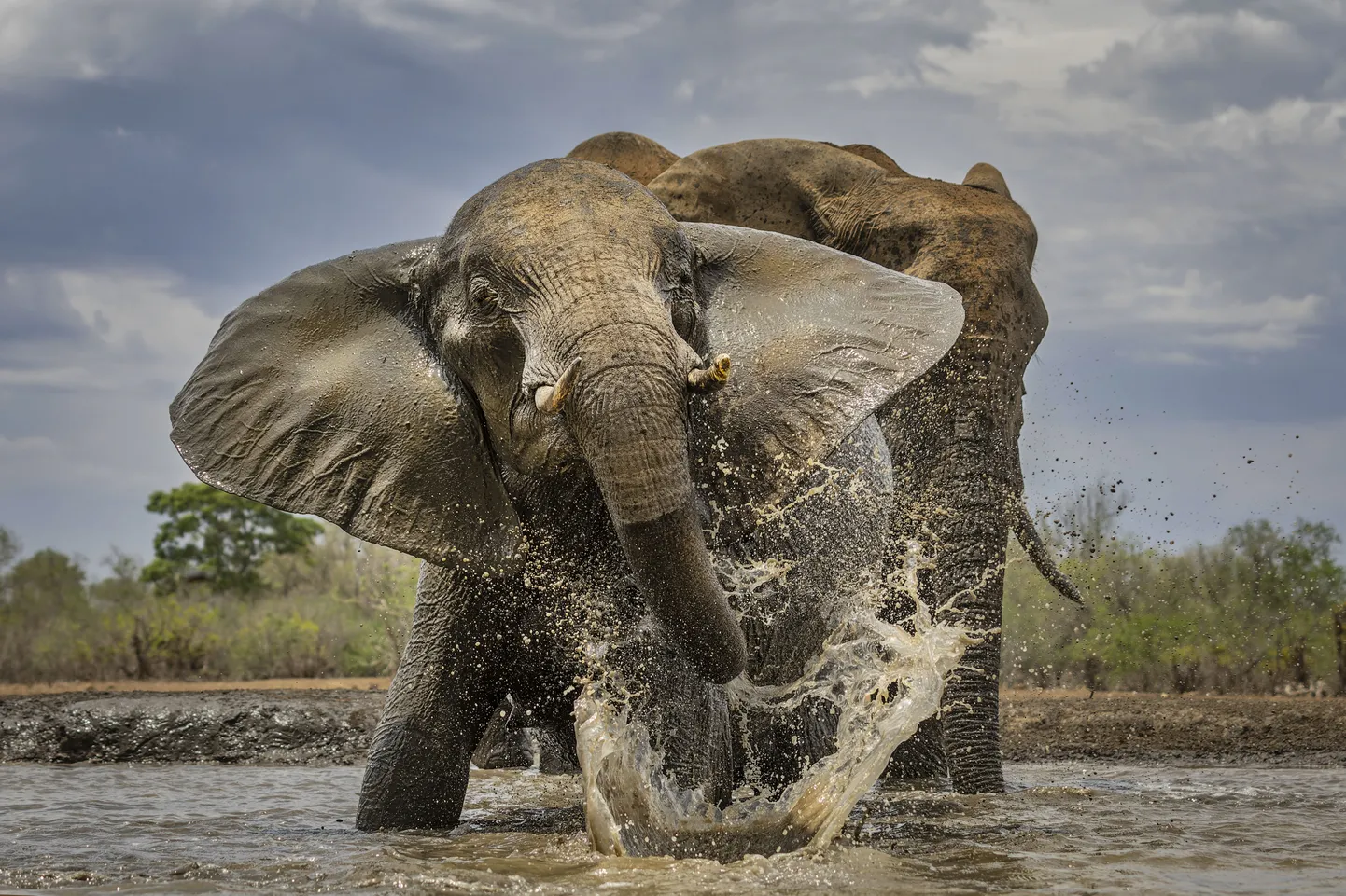 Mudavannis pladistav elevant Botswanas.