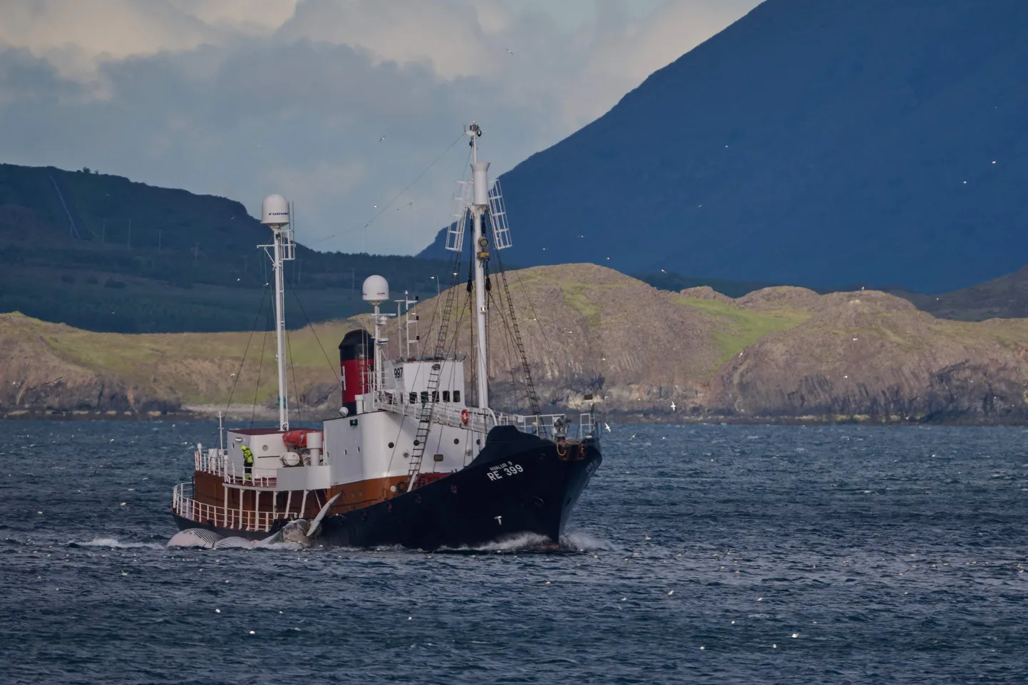 Islandi vaalapüügialus Hvalur 9 Reykjaviki lähedal Hvalfjorduris.