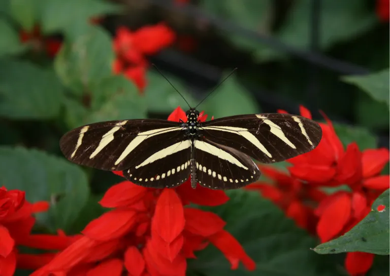 “Zebra Lonwing”