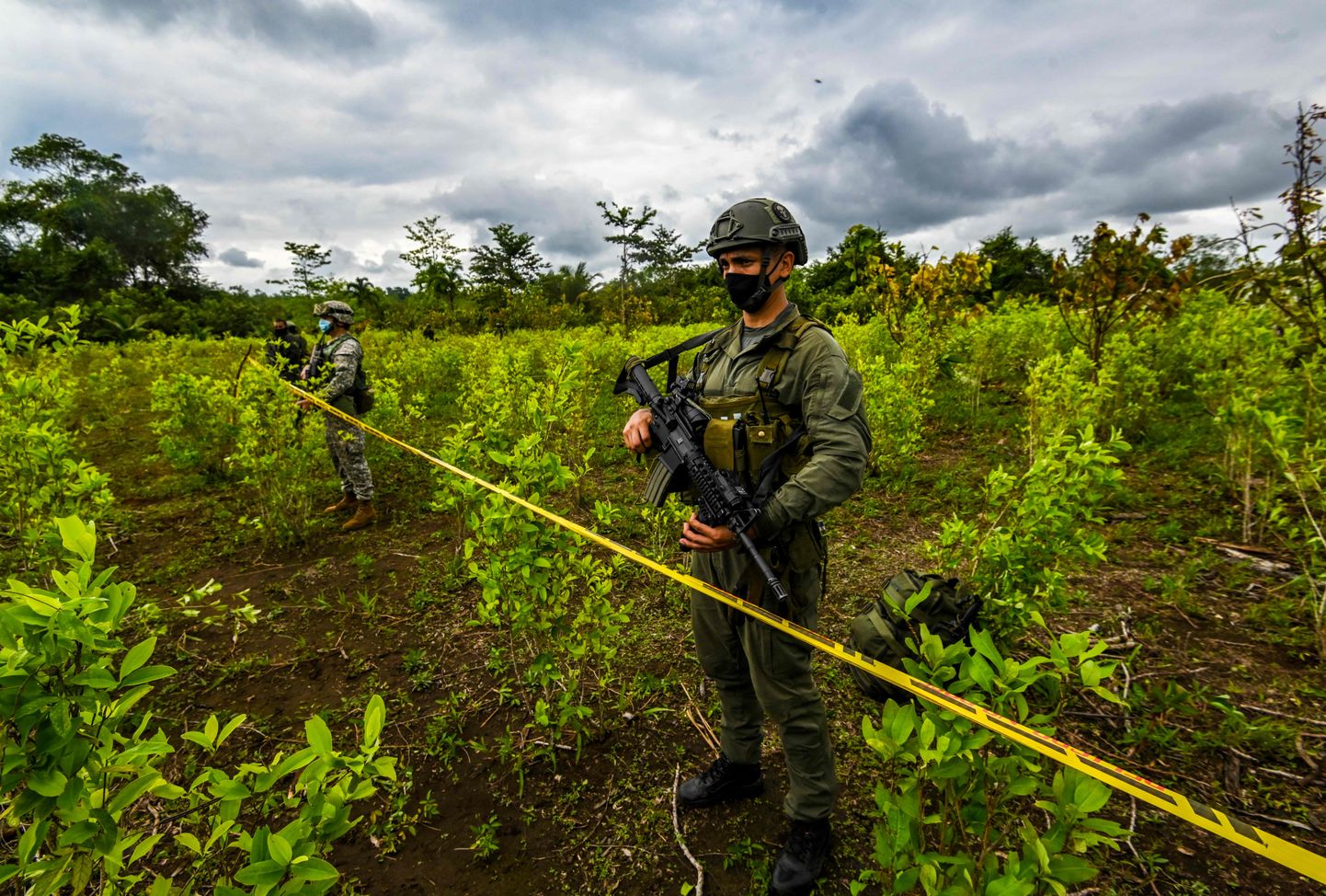 Colombia politseinikud Tumacos asuvas Narinos avastatud kokapõllul.