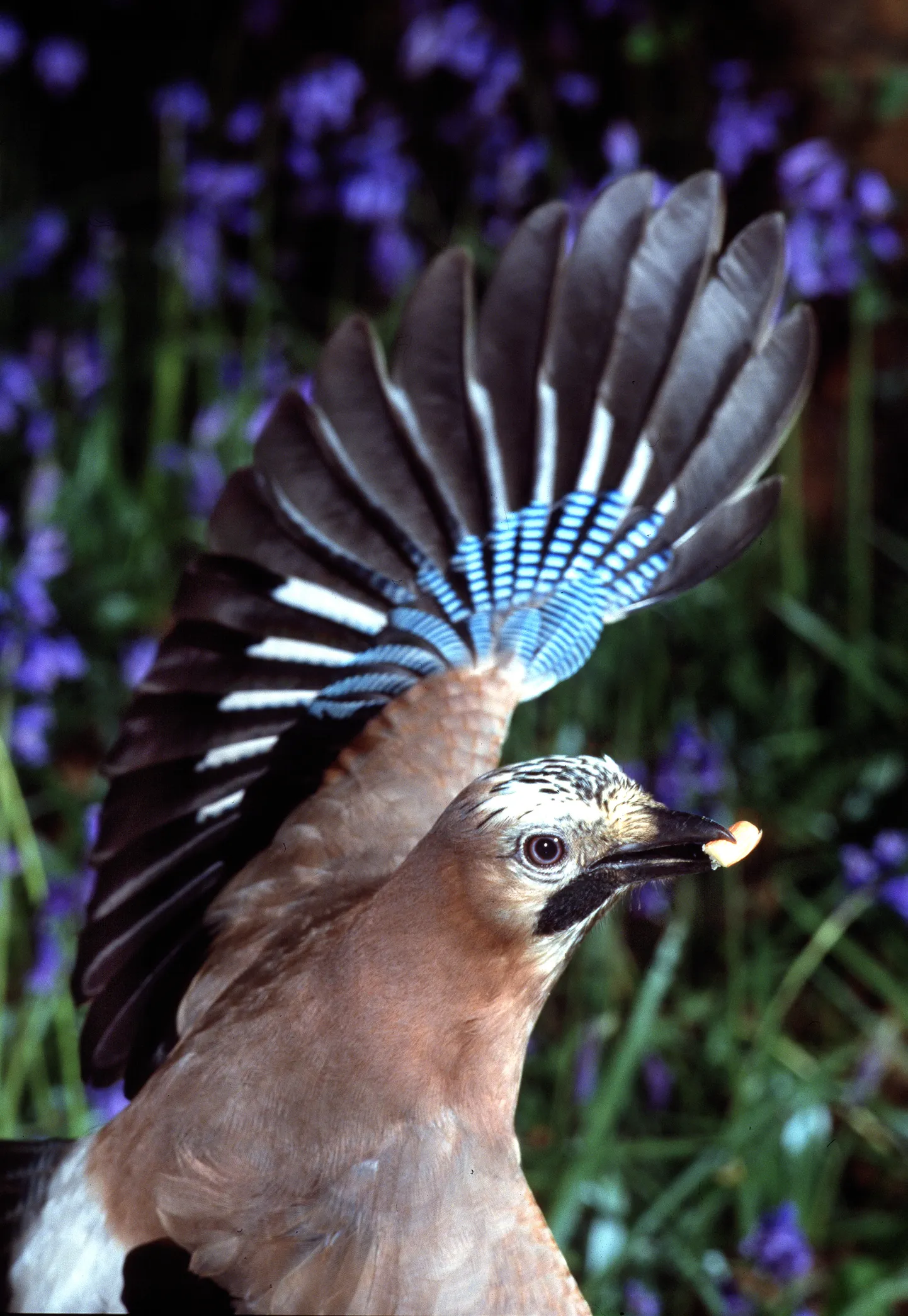 Pasknäär (Garrulus glandarius).