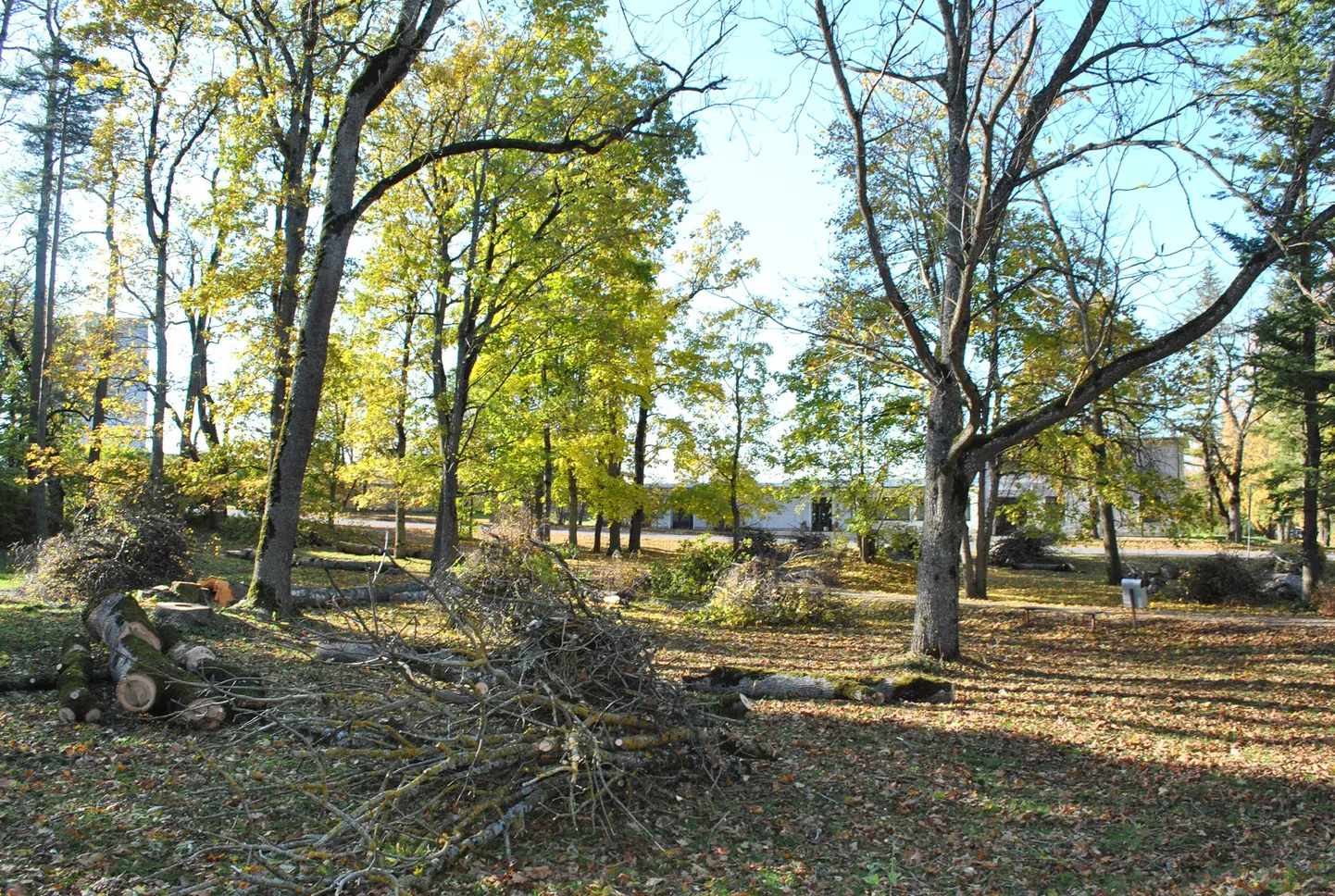 Vinni mõisapargis võetakse maha üle saja puu.