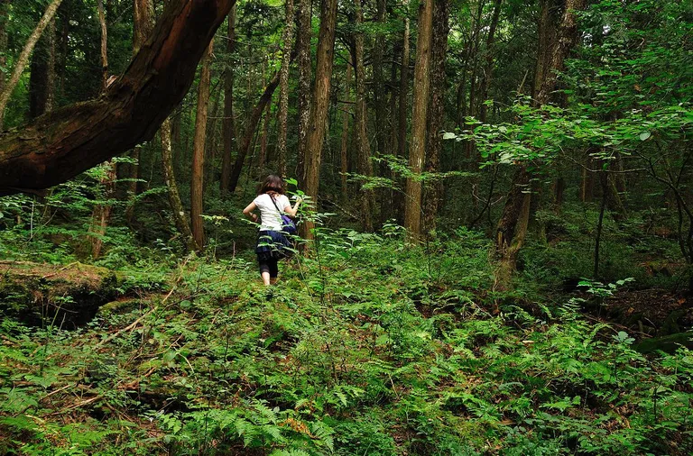 Aokigahara mets