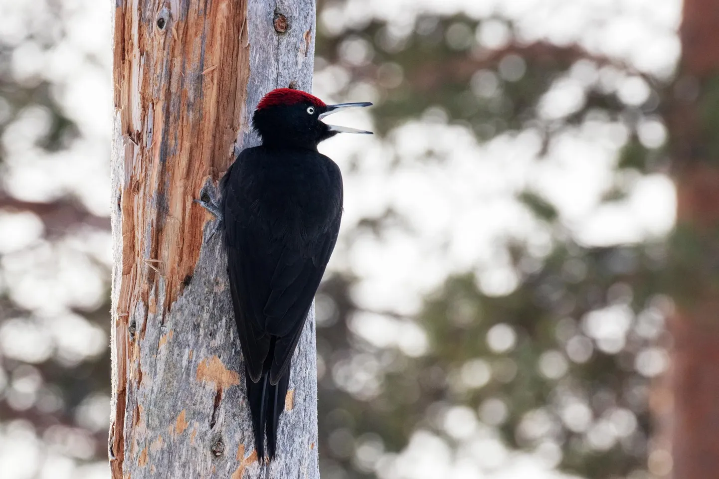 Suure rähni kohta on musträhn arg lind ja iga päev ma teda ­metsas ei kohta.