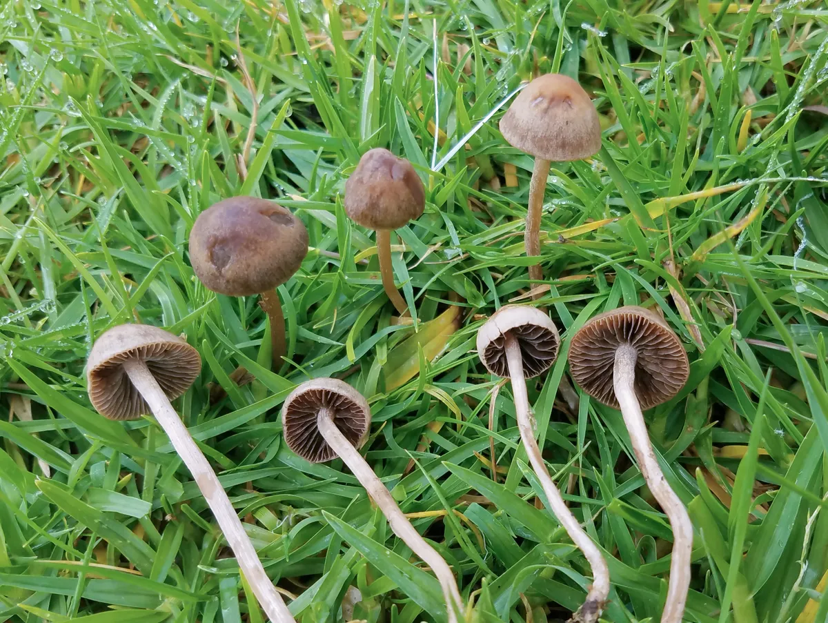 Koppelseen ehk Panaeolus foenisecii