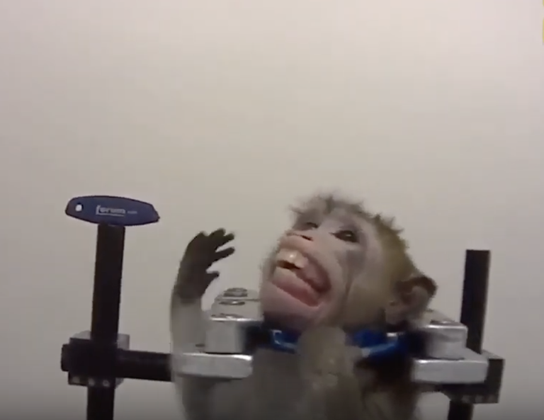 Laboris kasutatav makaak.