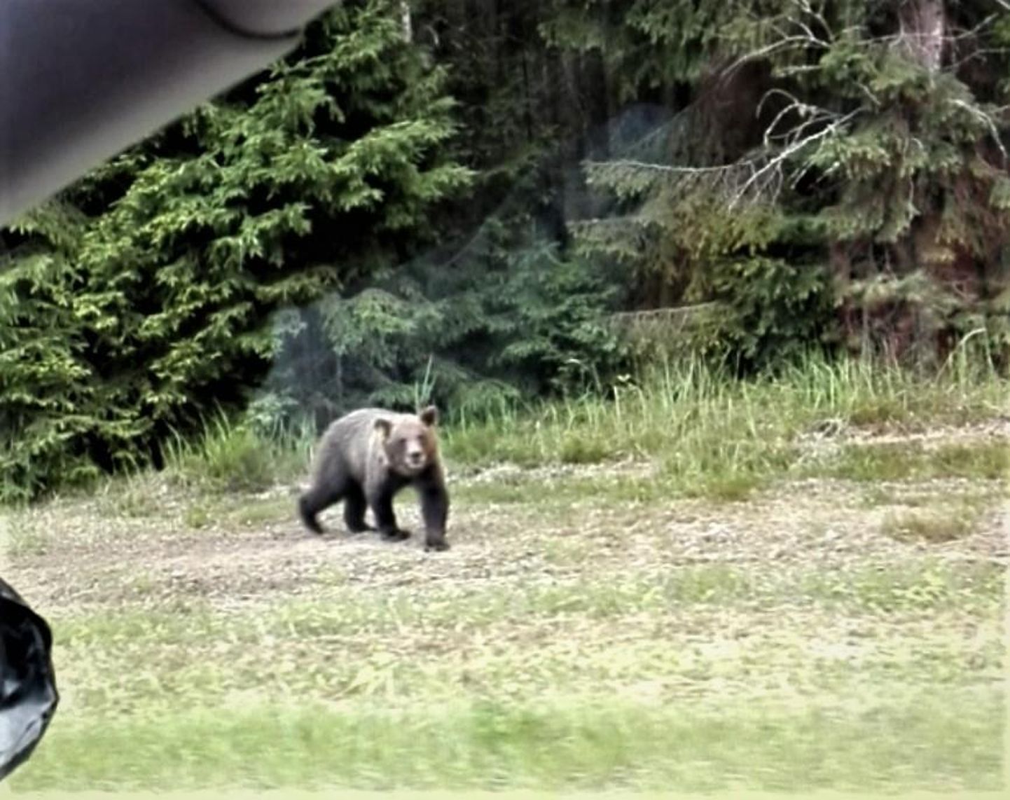 Медведь на шоссе Валга-Вильянди.