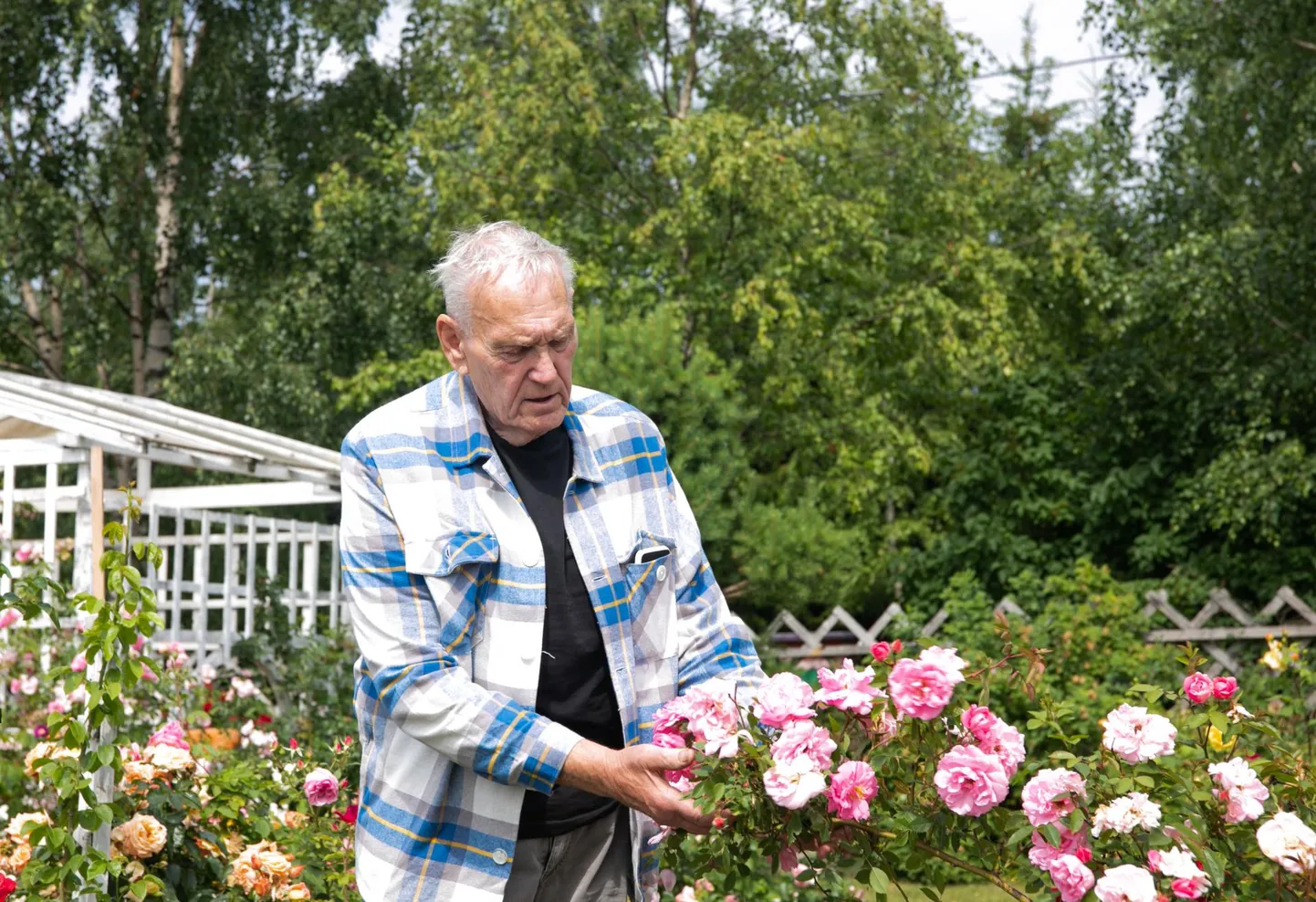 Tiiutalu peremees Albert teab oma aia rooside kohta kõiki detaile.