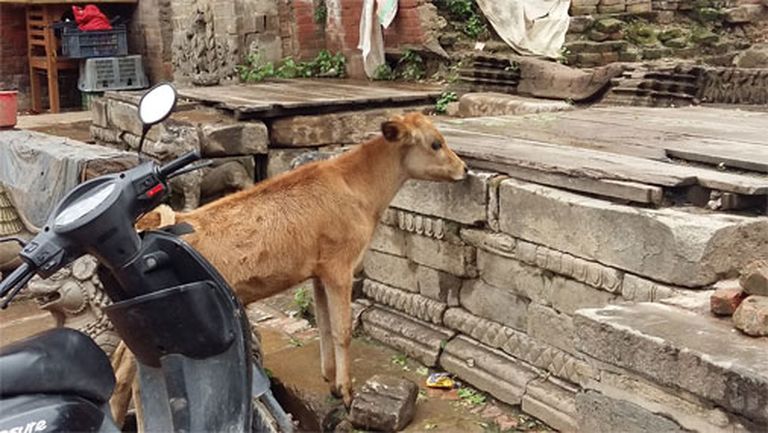 Govis, kazas, vistas brīvi staigā apkārt. Baktapurā starp vietējiem un tūristiem sastopam kādu četrkājaini 