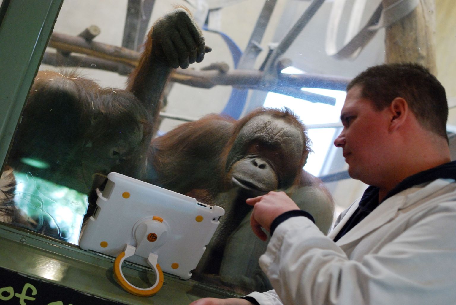 Sellel Milwaukee loomaaias tehtud fotol suhtlevad videopildi vahendusel orangutanid MJ (vasakul) ja Mahal (keskel). Eks nemadki on isolatsioonis. Tahvelarvutit hoiab loomaaia vabatahtlik abiline Scott Engel (paremal).