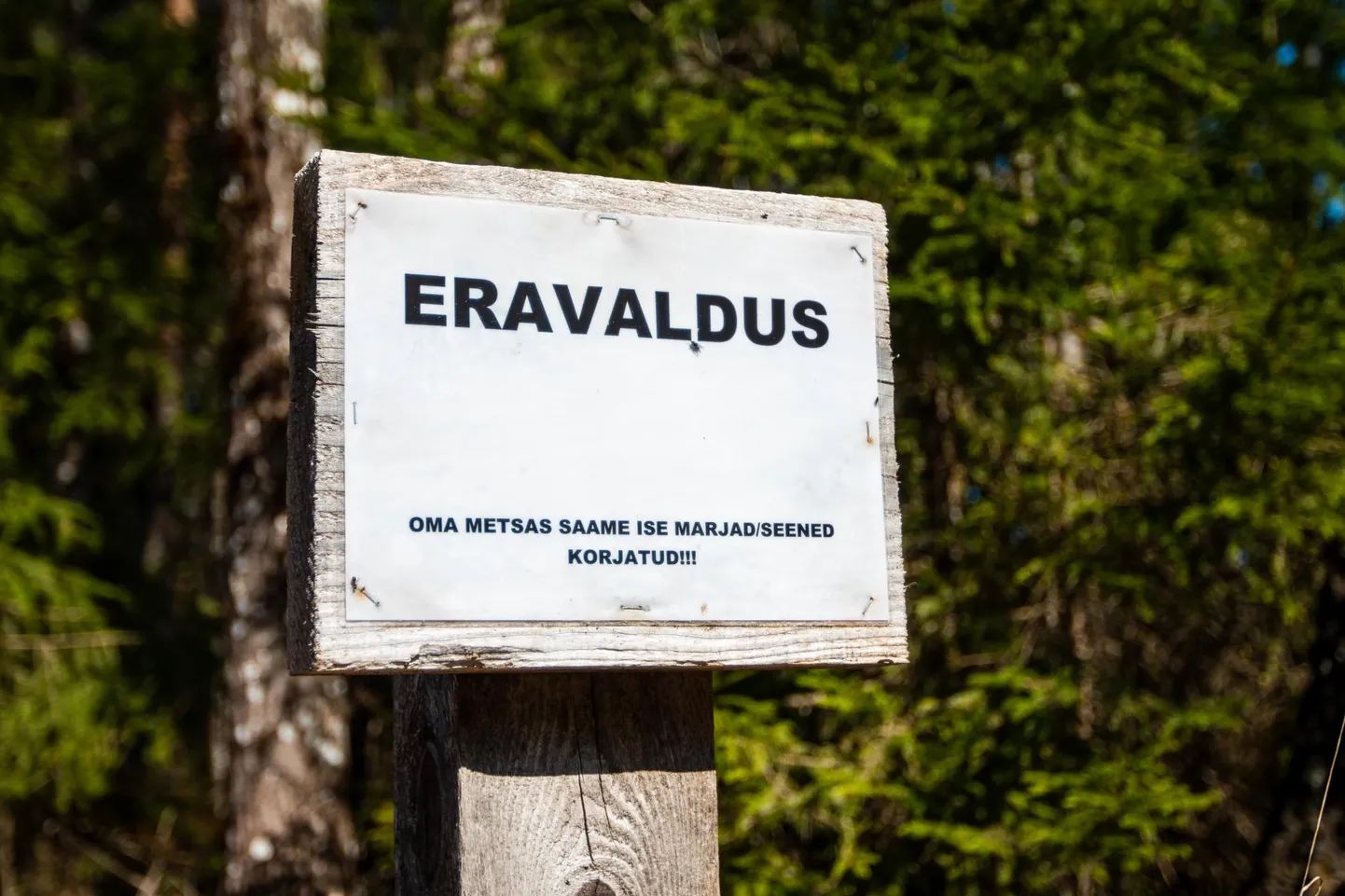 Sildiga tähistatud alale maaomaniku loata metsasaadusi korjama minna ei tohi. Sääraseid silte peab olema aga tihedalt, et igast otsast metsa sisenejad seda märkaksid. 




 