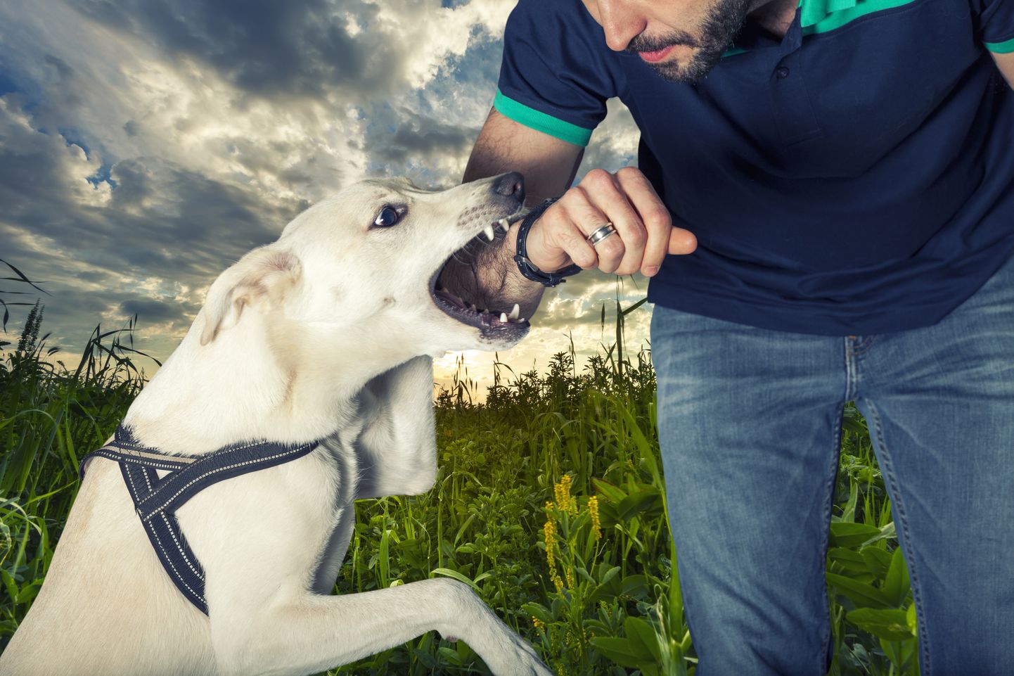 Собака собирается укусить руку человека. Фото иллюстративное.