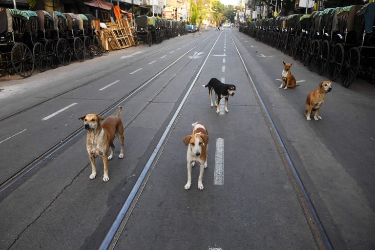 Koerad inimtühjal tänaval Indias Kolkatas koroonakarantiini ajal märtsis