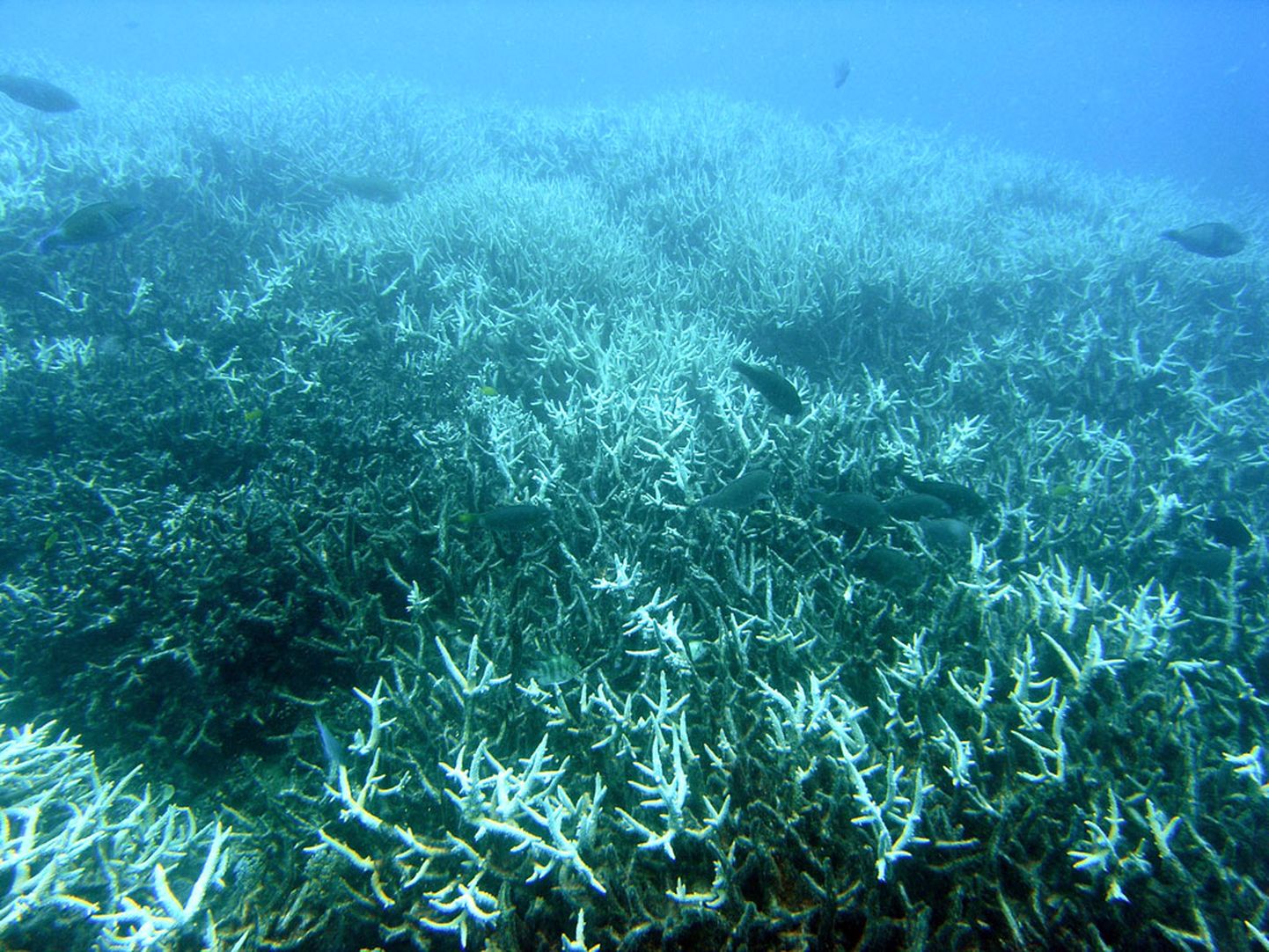 Korallide pleekimine on üleilmne fenomen, mis põhjustab iga päev suurt kahju maailma ökoloogilise rikkusele