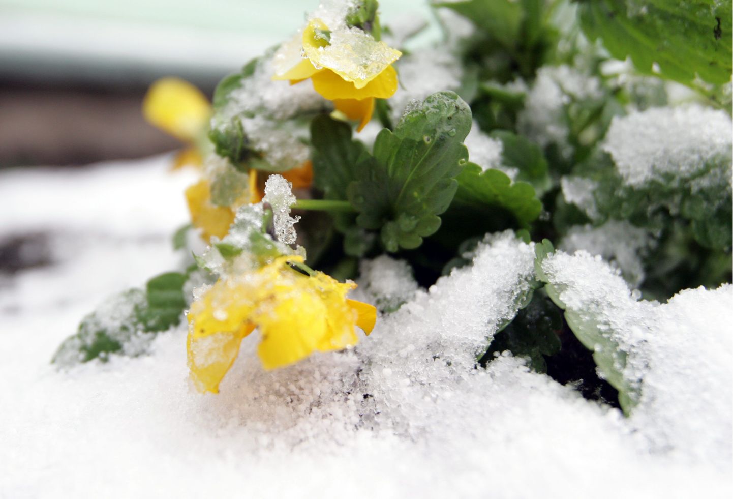 Sooja sügise tõttu tuli esimene lumi maha paljude aiapidajate jaoks ootamatult. Lume alla jäid nii lilled kui ka juurikad.