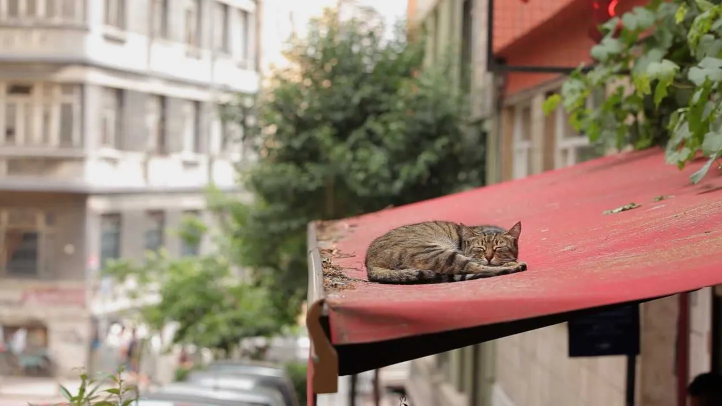 Artikli foto